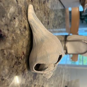 Found Conch Shell